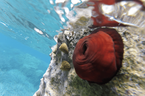 Pomodoro di mare, da vedere durante lo snorkeling