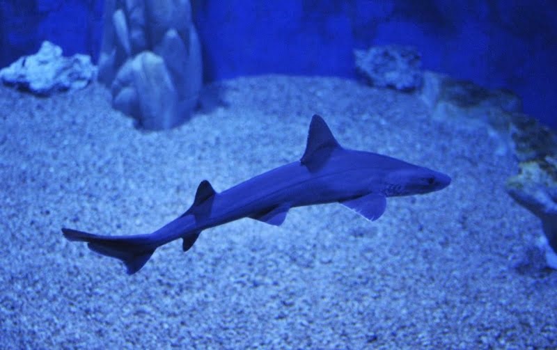 Acquario Di Cala Gonone: Un Tesoro Marino Nel Golfo Di Orosei