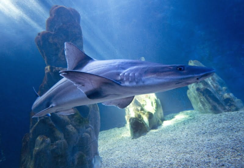 Acquario Di Cala Gonone: Un Tesoro Marino Nel Golfo Di Orosei