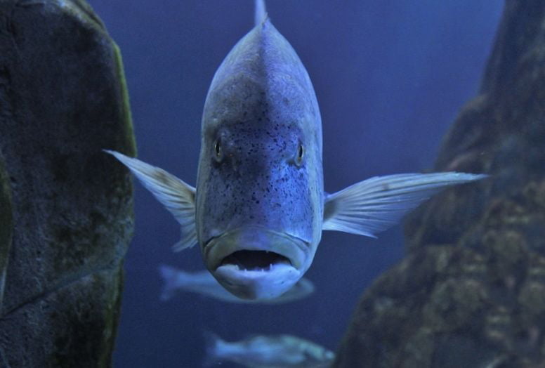 Acquario Di Cala Gonone: Un Tesoro Marino Nel Golfo Di Orosei